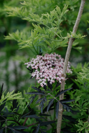 Variety of plants and flowers at flower market, selective focus on flowers. Garden center for the sale of plants.A wide display of various flowers growing in pot on sale or nursery or plant shopの写真素材