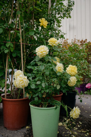 Variety of plants and flowers at flower market, selective focus on flowers. Garden center for the sale of plants.A wide display of various flowers growing in pot on sale or nursery or plant shopの写真素材