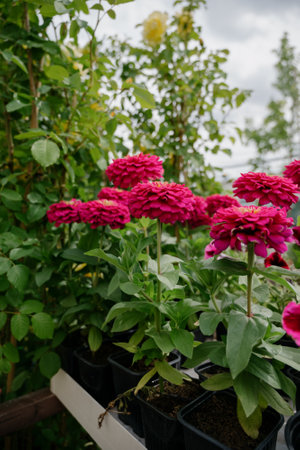 Variety of plants and flowers at flower market, selective focus on flowers. Garden center for the sale of plants.A wide display of various flowers growing in pot on sale or nursery or plant shopの写真素材