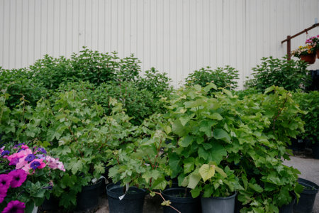 Variety of plants and flowers at flower market, selective focus on flowers. Garden center for the sale of plants.A wide display of various flowers growing in pot on sale or nursery or plant shopの写真素材