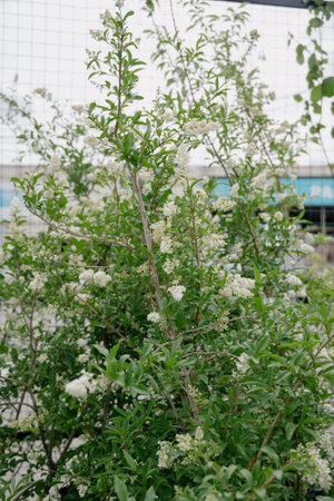 Variety of plants and flowers at flower market, selective focus on flowers. Garden center for the...