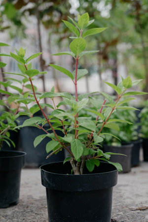 Variety of plants and flowers at flower market, selective focus on flowers. Garden center for the sale of plants.A wide display of various flowers growing in pot on sale or nursery or plant shopの写真素材