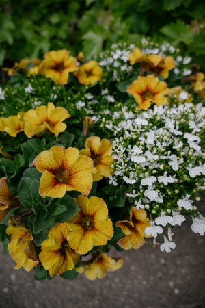 Colorful petunia flowers in vibrant pink and purple colors in decorative flower pot close up, floral wallpaper background with blooming petuniasの写真素材