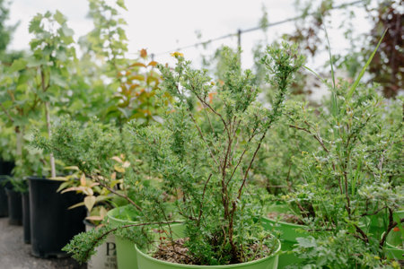 Variety of plants and flowers at flower market, selective focus on flowers. Garden center for the sale of plants.A wide display of various flowers growing in pot on sale or nursery or plant shopの写真素材