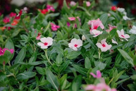 Variety of plants and flowers at flower market, selective focus on flowers. Garden center for the sale of plants.A wide display of various flowers growing in pot on sale or nursery or plant shopの写真素材