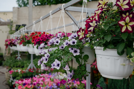 Variety of plants and flowers at flower market, selective focus on flowers. Garden center for the sale of plants.A wide display of various flowers growing in pot on sale or nursery or plant shopの写真素材