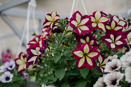 Variety of plants and flowers at flower market, selective focus on flowers. Garden center for the sale of plants.A wide display of various flowers growing in pot on sale or nursery or plant shopの写真素材