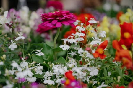Variety of plants and flowers at flower market, selective focus on flowers. Garden center for the sale of plants.A wide display of various flowers growing in pot on sale or nursery or plant shopの写真素材