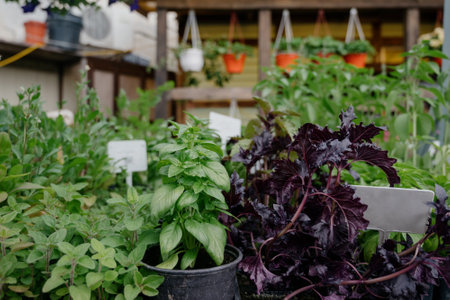 Variety of plants and flowers at flower market, selective focus on flowers. Garden center for the sale of plants.A wide display of various flowers growing in pot on sale or nursery or plant shopの写真素材