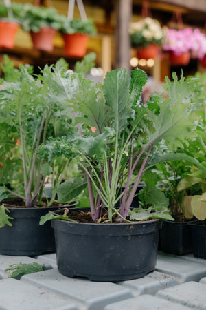 Variety of plants and flowers at flower market, selective focus on flowers. Garden center for the sale of plants.A wide display of various flowers growing in pot on sale or nursery or plant shopの写真素材