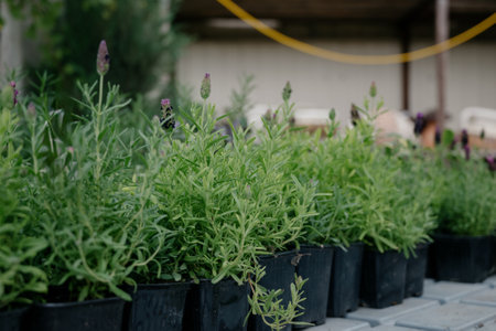 Variety of plants and flowers at flower market, selective focus on flowers. Garden center for the sale of plants.A wide display of various flowers growing in pot on sale or nursery or plant shopの写真素材