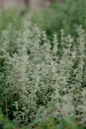 Variety of plants and flowers at flower market, selective focus on flowers. Garden center for the sale of plants.A wide display of various flowers growing in pot on sale or nursery or plant shopの写真素材