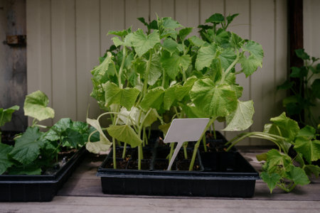 Variety of plants and flowers at flower market, selective focus on flowers. Garden center for the...