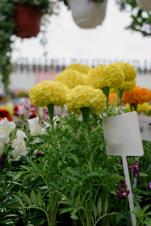 Yellow marigold flowers. Selective focus.