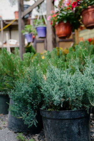 Variety of plants and flowers at flower market, selective focus on flowers. Garden center for the sale of plants.A wide display of various flowers growing in pot on sale or nursery or plant shopの写真素材