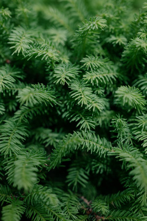 Variety of plants and flowers at flower market, selective focus on flowers. Garden center for the sale of plants. A wide display of various flowers growing in pot on sale or nursery or plant shopの写真素材