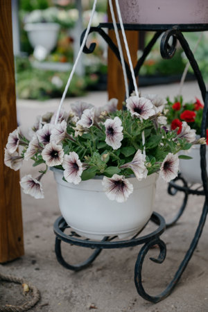 Colorful petunia flowers in vibrant pink and purple colors in decorative flower pot close up, floral wallpaper background with blooming petuniasの写真素材