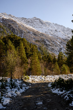 A view of a mountain range from a forest: a snow-capped peak illuminated by the sun, with pine trees...