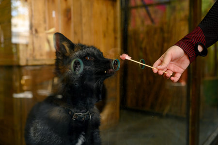 A visitor feeds a black fox a piece of meat on a wooden skewer through a hole in the glass.