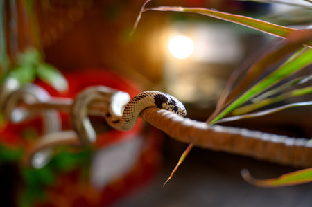 A light spotted snake crawls along a thin branch in a terrarium. A snake in a home terrarium crawls...