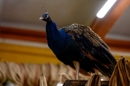 A close-up of an Indian peacock with its tail folded in a room. An adult blue peacock stands on a...