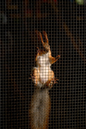 A red squirrel climbs the wire mesh of its enclosure at a petting zoo. A close-up of a squirrel holding onto the wire fencing of a cage in a bright room.の写真素材