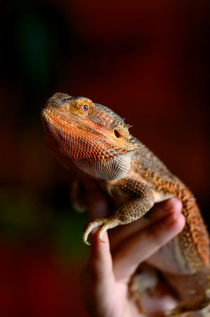 A bearded dragon sits on a visitor's palm at a petting zoo. Close-up of an exotic lizard on a...