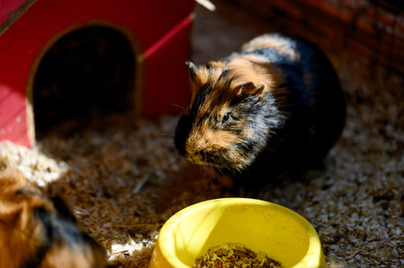 Guinea pigs of various colors eat from feeders in a wooden enclosure with sawdust. Guinea pigs sit...