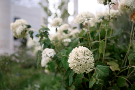 White hydrangea flowers are blooming amidst lush green foliage in a garden setting, showing the...