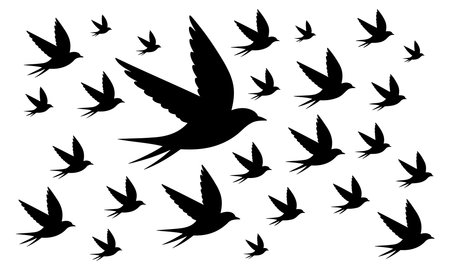 Silhouettes of flying birds. Black and white vector illustration.のイラスト素材