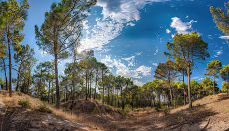 A panoramic view of sunlit pine trees in a forest clearing with a bright blue sky and fluffy white clouds.の素材