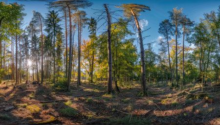 A panoramic view of sunlight filtering through tall trees in a forest clearing, casting shadows and highlighting the golden leaves and mossy ground.の素材