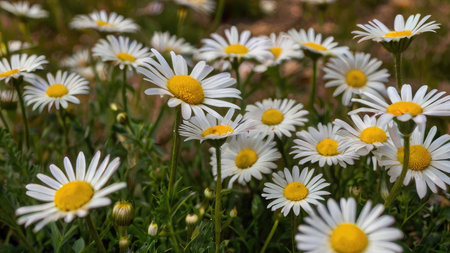 Numerous white daisies with yellow centers are in full bloom, creating a vibrant and beautiful natural scene.の素材