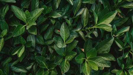 Green leaves background. Top view, flat lay, copy space.の素材