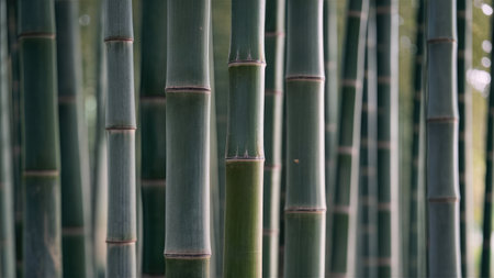 Bamboo trees in the park. Green bamboo background. Bamboo backgroundの素材