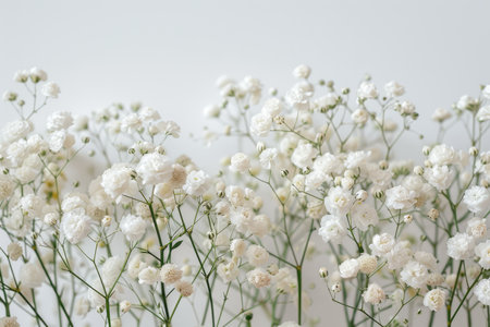 White gypsophila flowers on a white background. Shallow depth of field.の素材