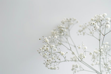 White gypsophila flowers on a white background with copy spaceの素材