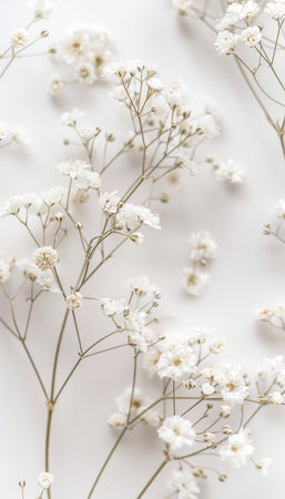White gypsophila flowers on a white background. Flat lay, top view.の素材