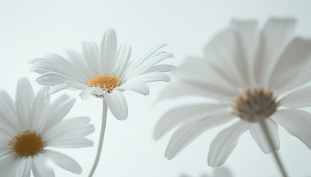 Daisy flowers on a white background. Chamomile flowers.の素材