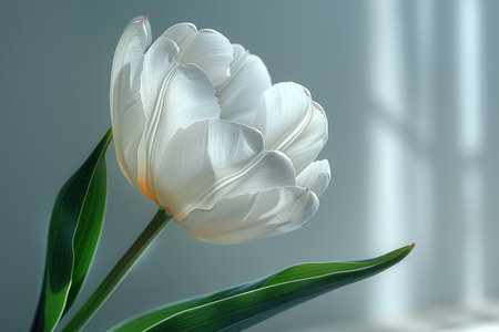 Beautiful white tulip on a gray background, close-upの素材