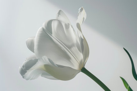 White tulip on a white background. Close-up, soft focus.の素材
