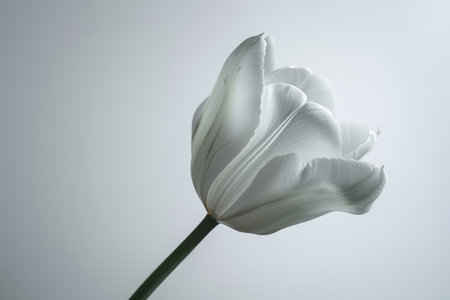 White tulip on a white background. Shallow depth of field.の素材