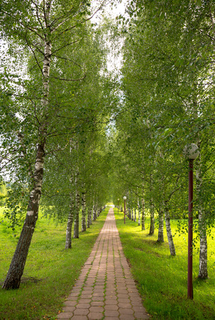 Birch alley with stone brick routeの写真素材