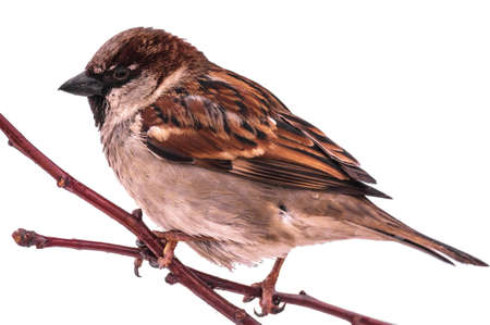 Isolated single sparrow on tree branchの写真素材