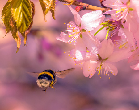 Bumblebee flying to pink sakura flower under sun light