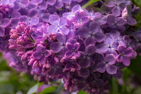 Large branch of purple lilac treeの写真素材