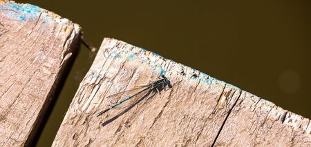Small blue dragonfly with transparent wings on wooden bred near river