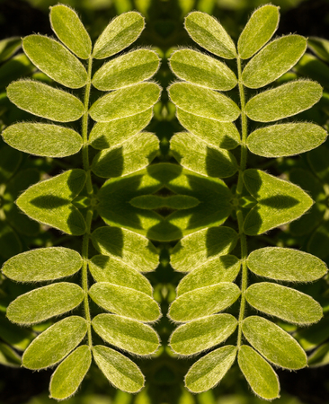 Kaleidoscopic pattern of fluffy acacia leaves under sun light
