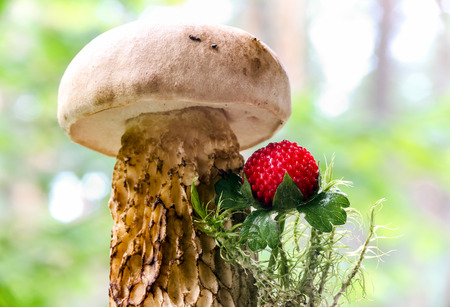 Wild mushroom with strawberry and green moss close upの写真素材