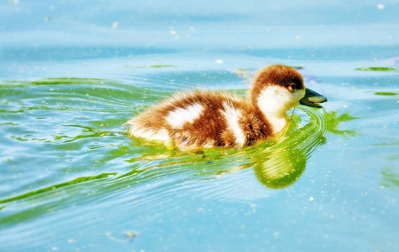 Vibrant romantic view of young city ducks floating in sunny green summer water with waves and...